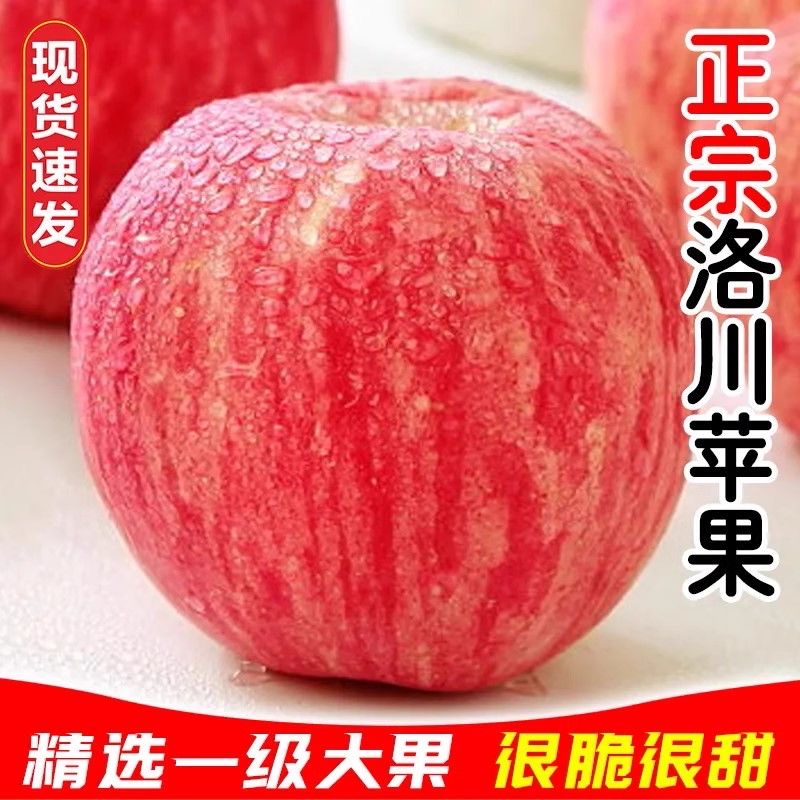 【京东包邮】2025年陕西洛川苹果现摘现发红富士脆甜多汁孕妇水果DD