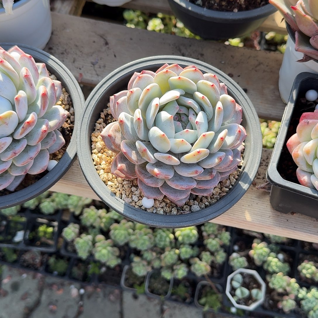 大单头成梦露多肉植物