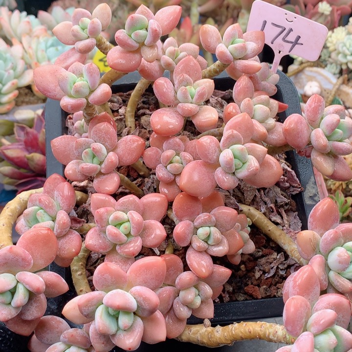 欢喜多肉一物一拍红洛神174