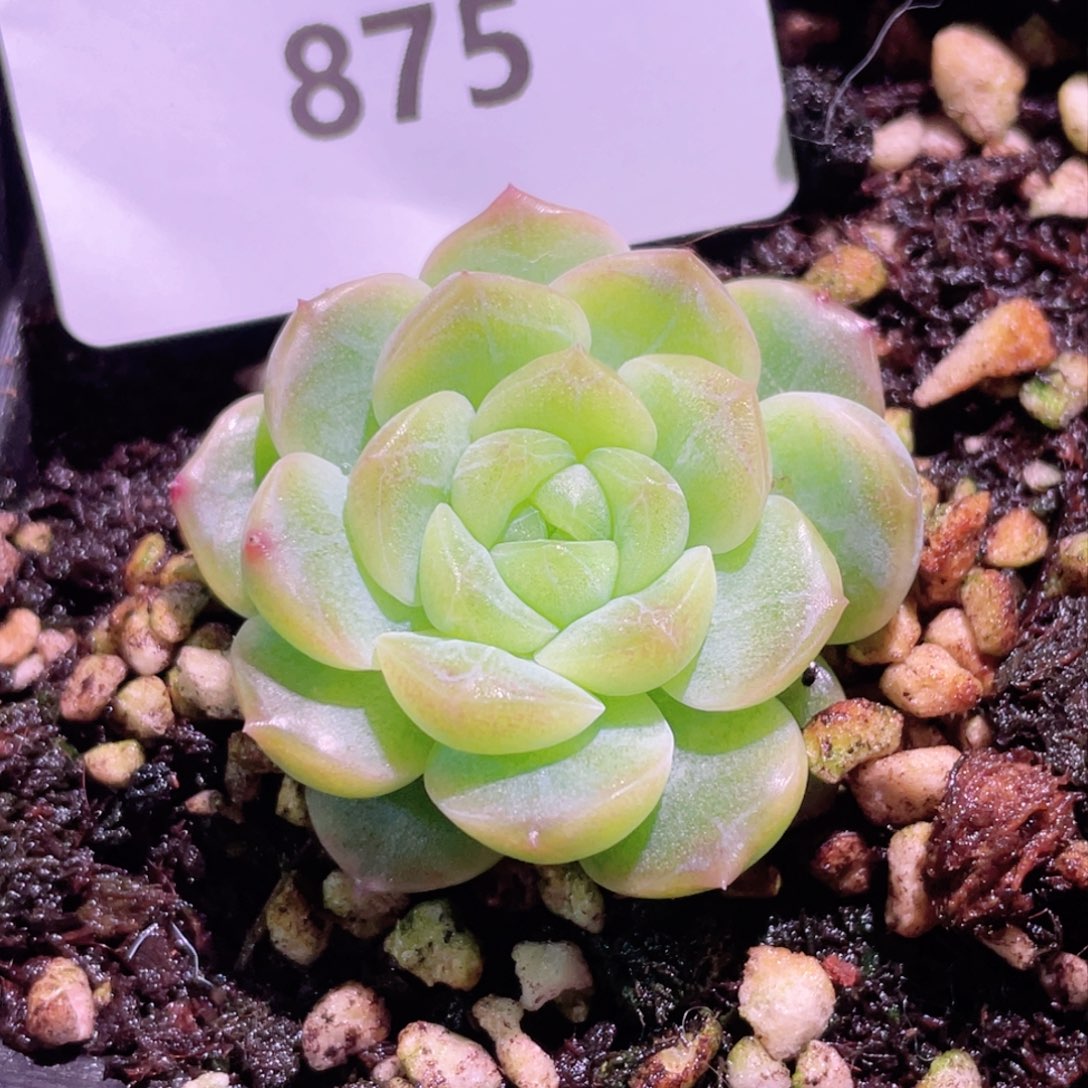 875号糖心冰心珍妮 无尽灯