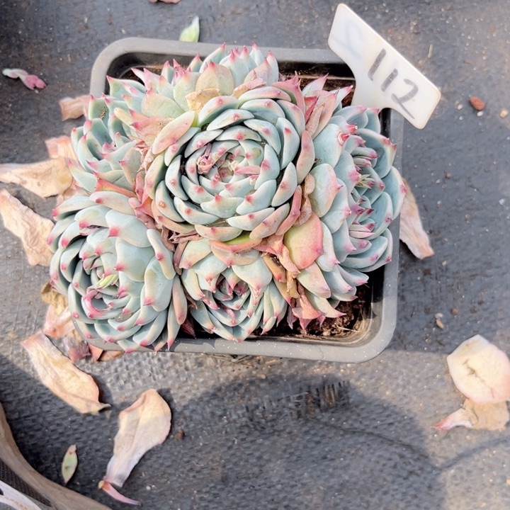 多肉植物9.9包邮