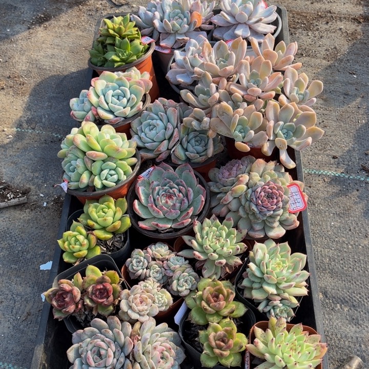 佳***《19颗多肉植物小盆盆肉