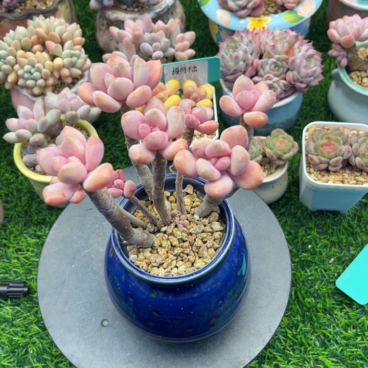 一物一拍，年后发货