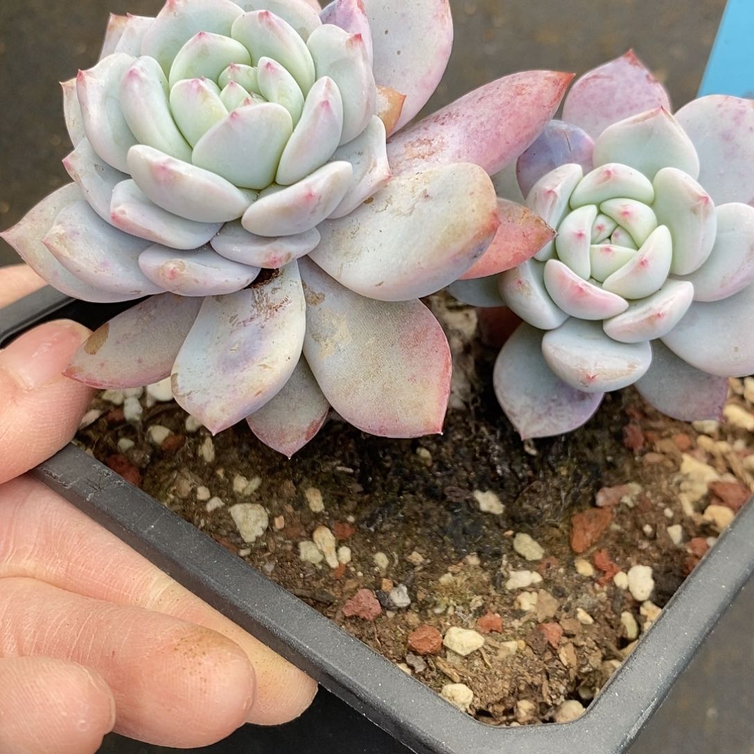 依*255多肉植物老桩