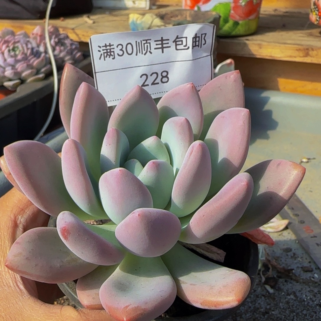 228奥普琳娜多肉单头