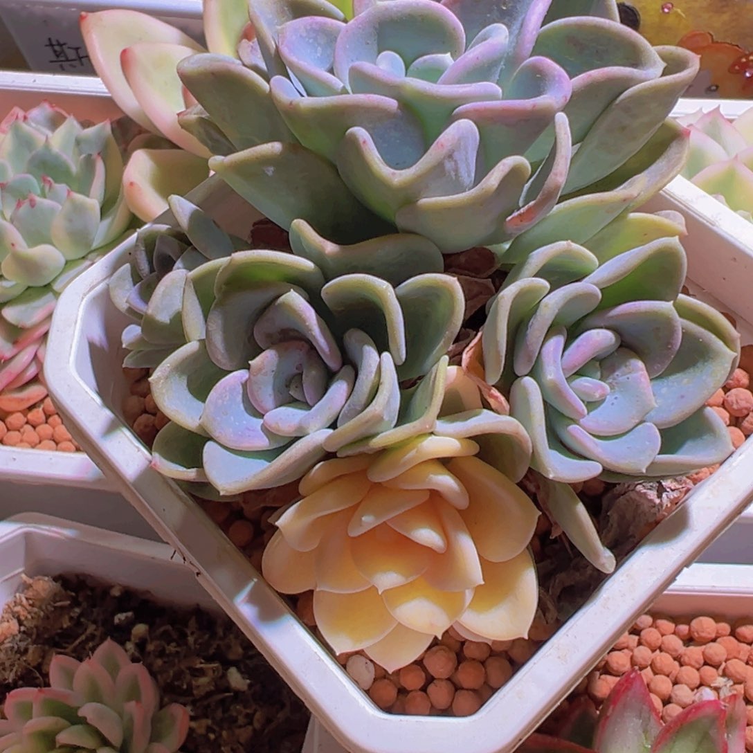 美尻锦，阴阳锦多肉植物