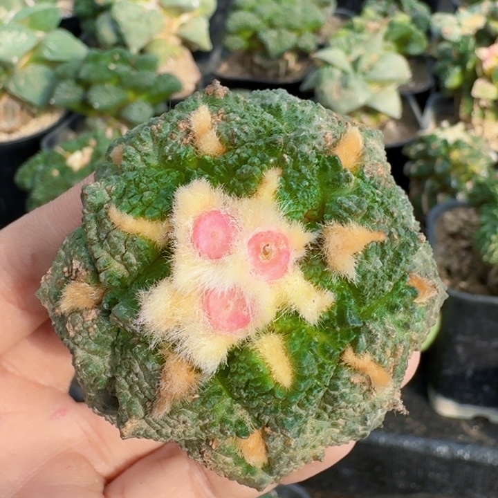 无花朵709金毛龟甲牡丹