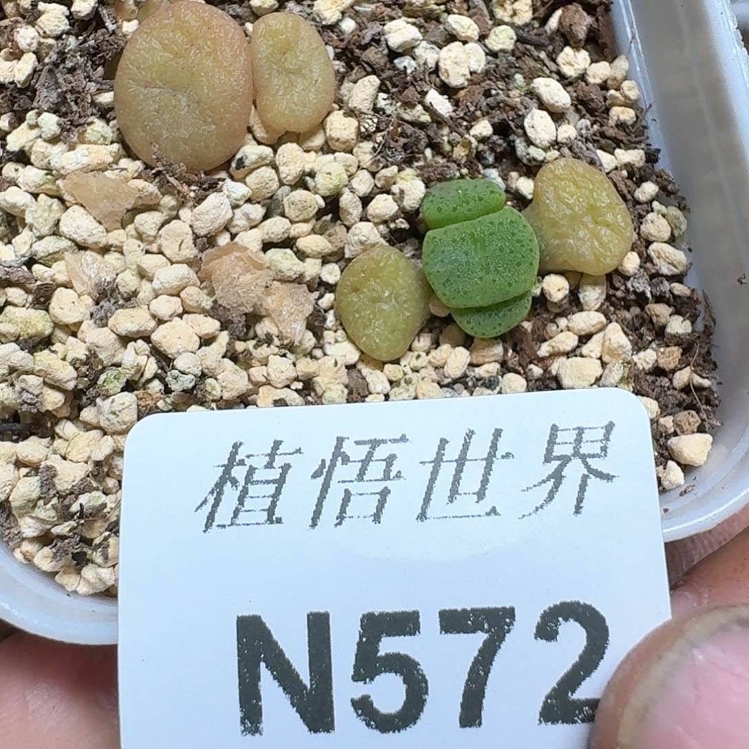 572号多肉植物哇f g