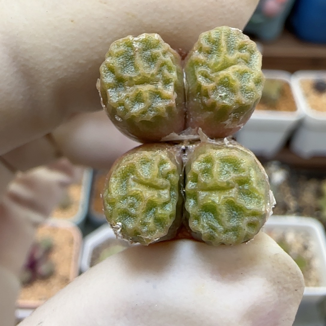 772编号烧麦优选