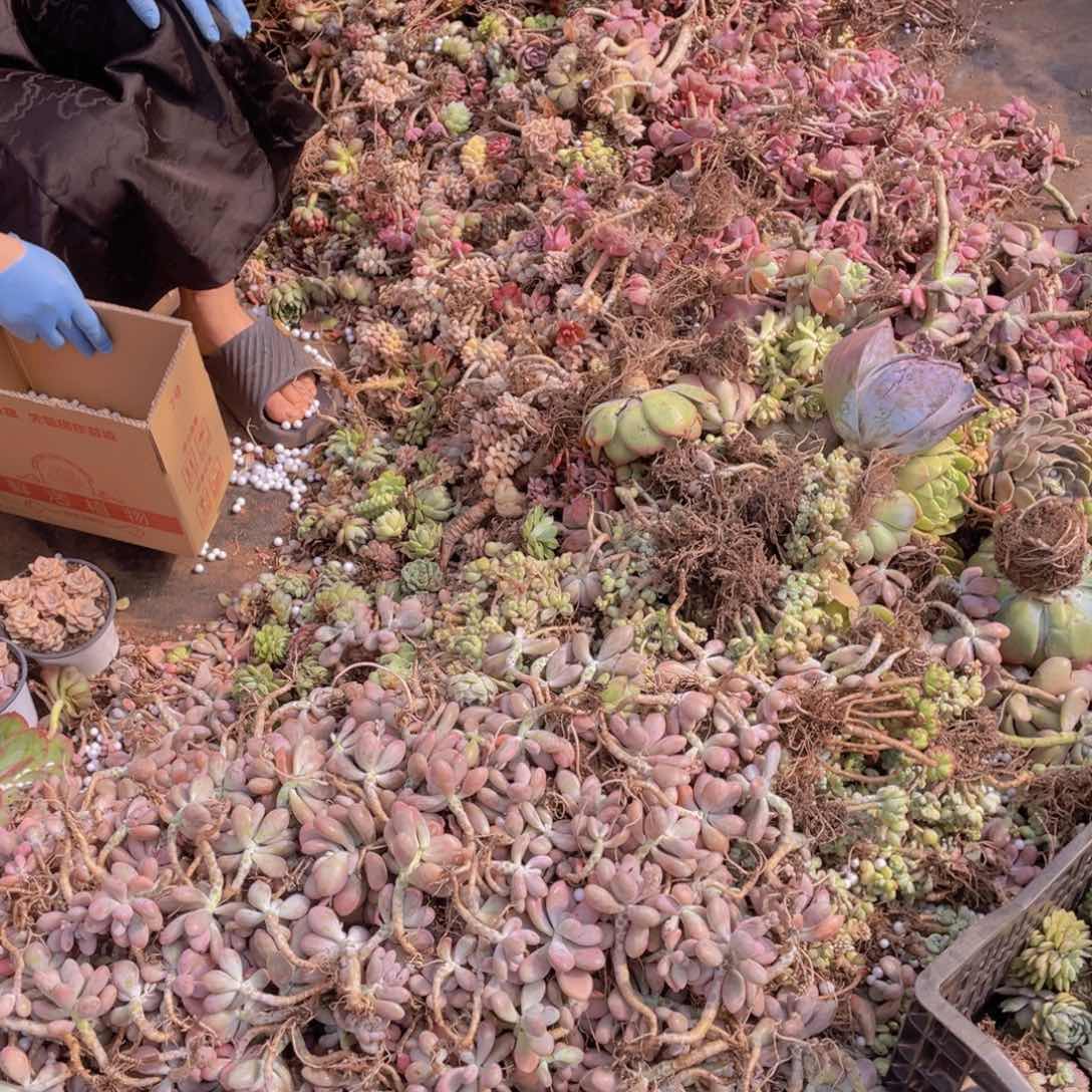 满满一箱桃蛋 不售后