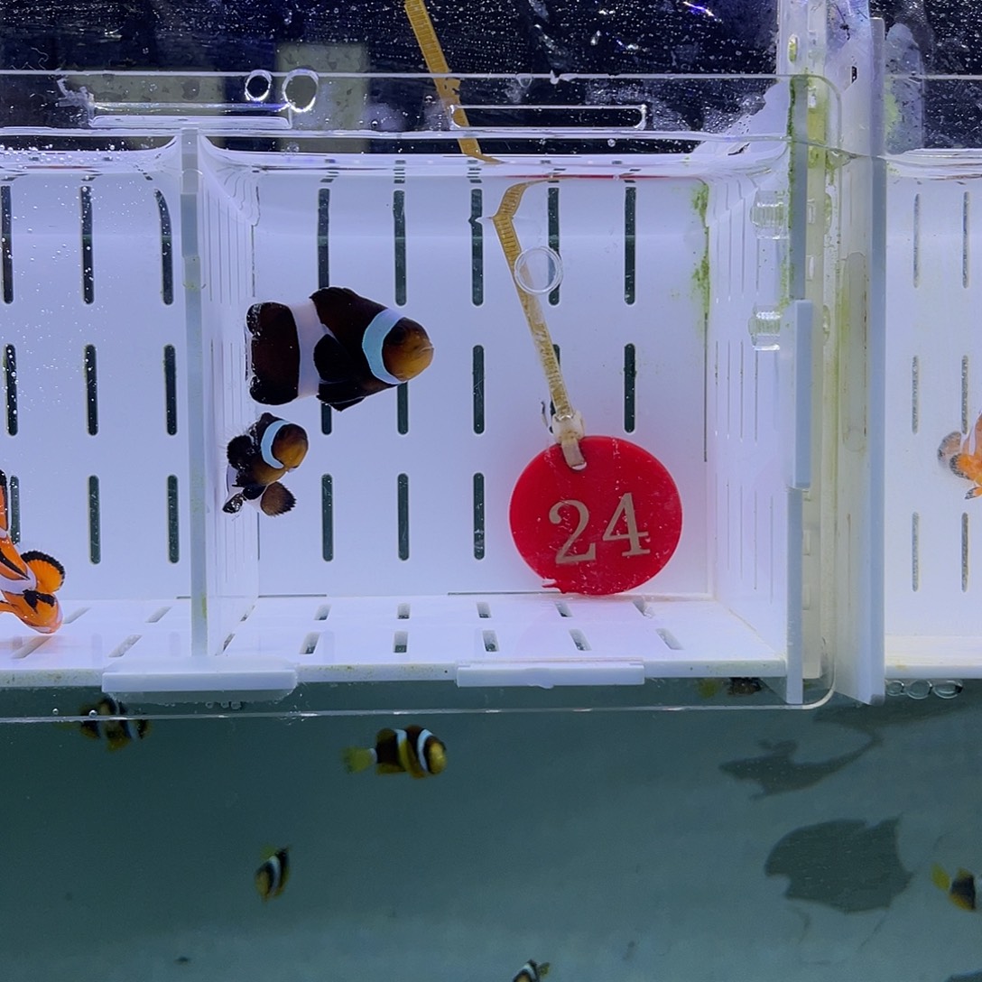 海水鱼暗黑4.5-3.5