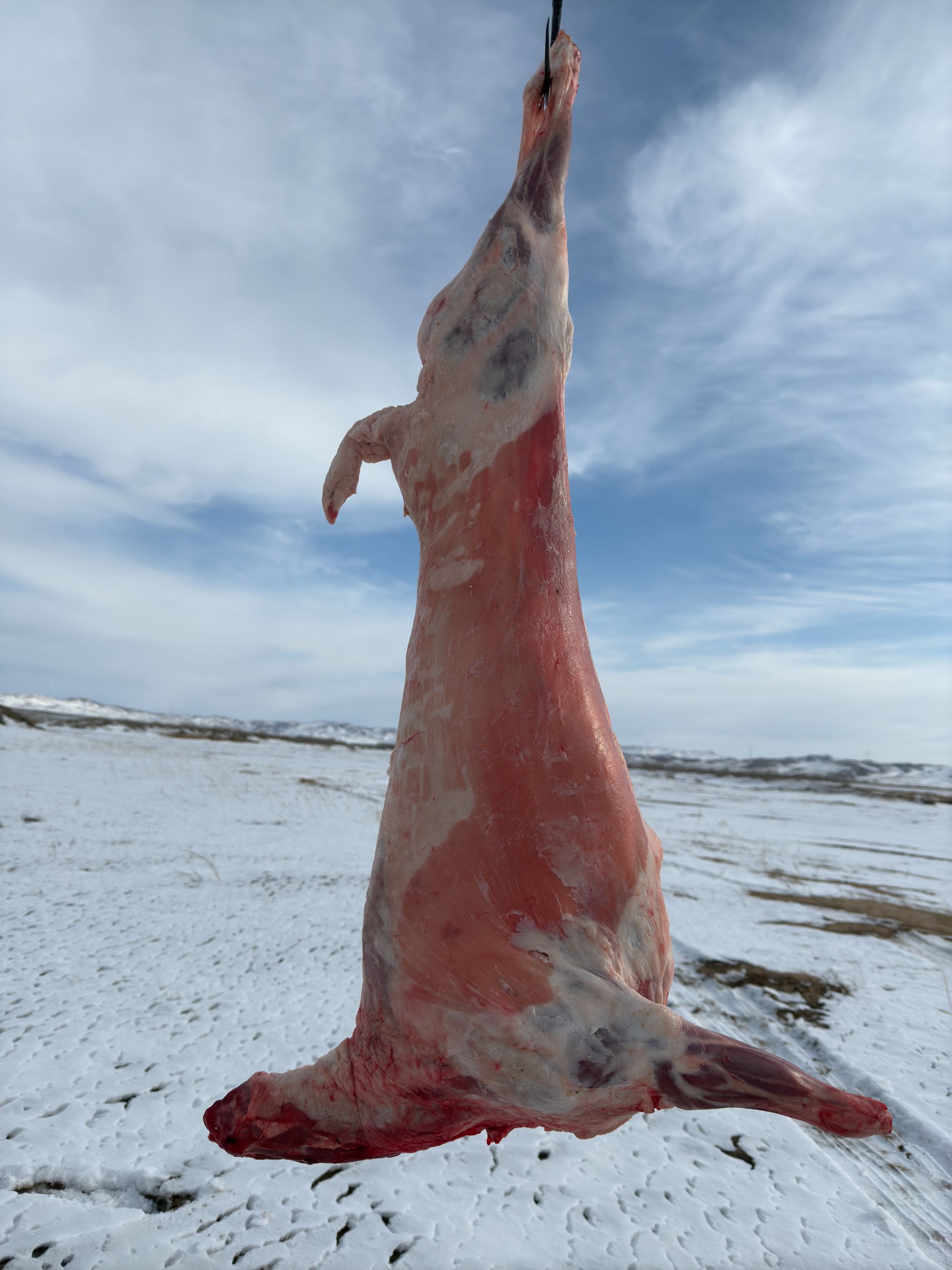 内蒙古四子王旗整羊手把肉20KG整扇50%腿排草原现切