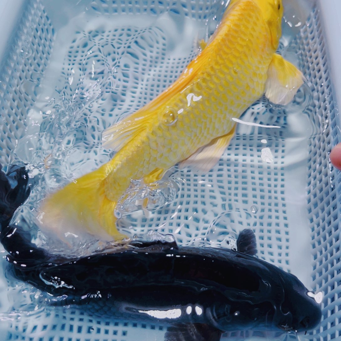 海水鱼锦鲤冷水观赏鱼