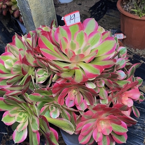 李*男神差价老桩法师19