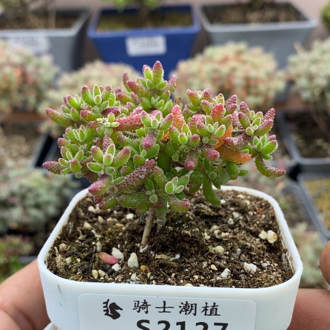 2127红麒麟枝干番杏