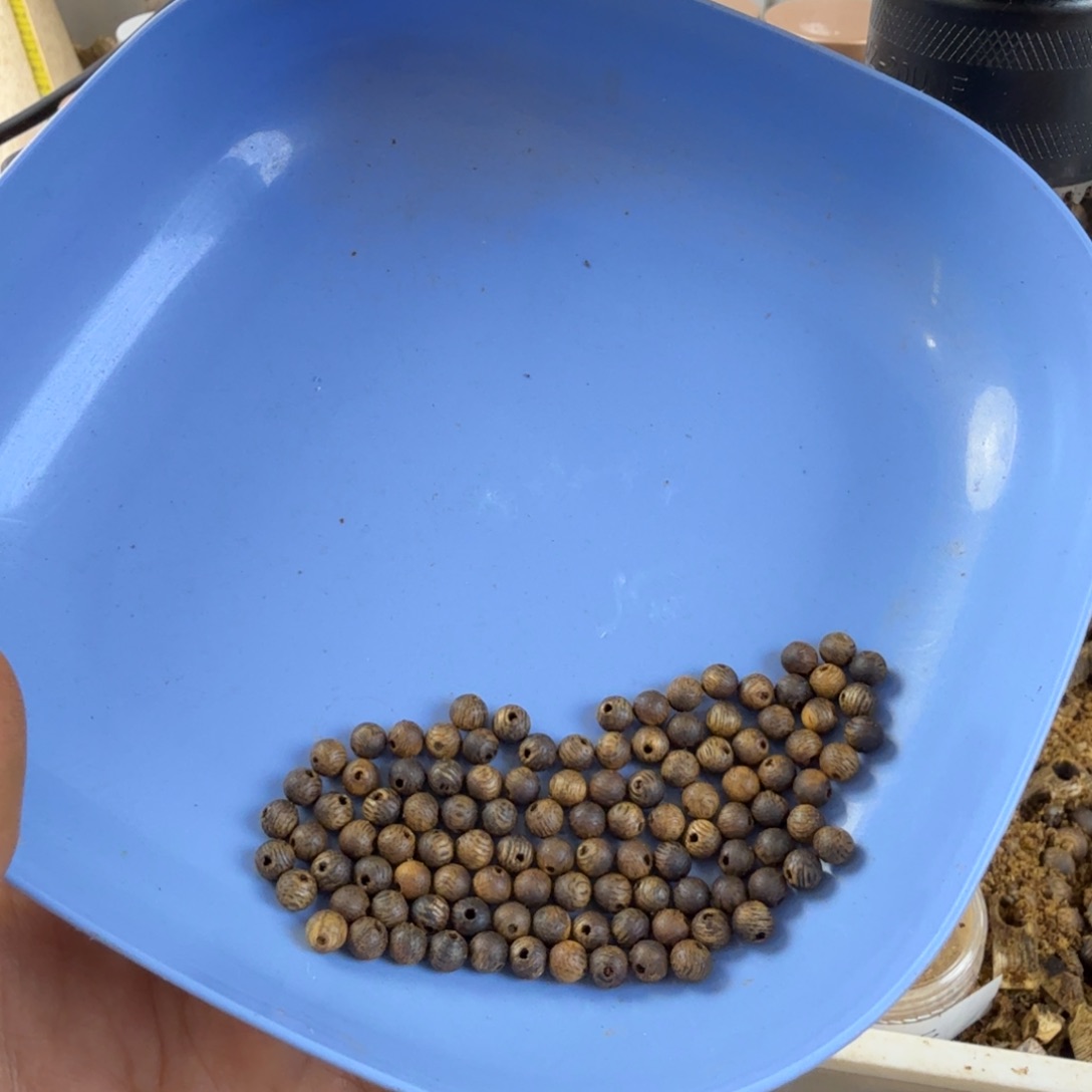 沉香沉香碎屑张*疯奇楠沉香张勺子品种卡4多圈4.2克