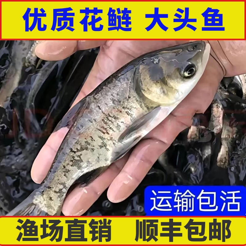 花鲢鱼鲢鳙鱼大头鱼胖头鱼淡水花鲢四大家鱼好养易活包邮