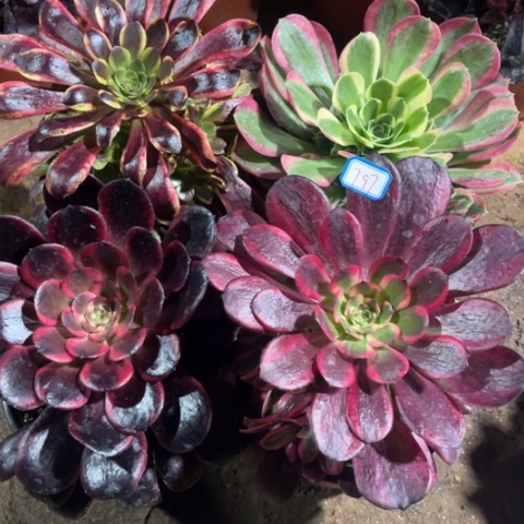 797多肉植物组合