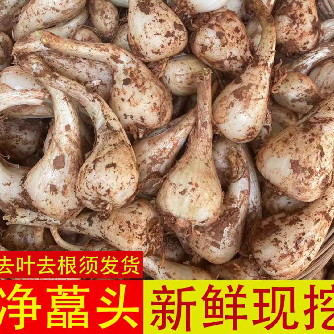 湖南农家种植当季新鲜现挖藠头荞头腌制做泡菜下饭菜3/5斤包邮