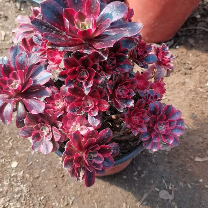 美杜莎法师多肉法师8