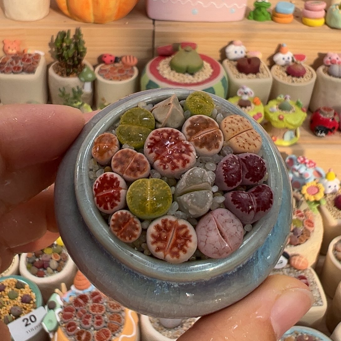 多肉植物26号彩色