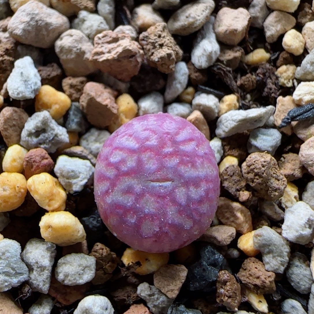 2-9-2-6当天满58包邮精品小杂交1cm脱土