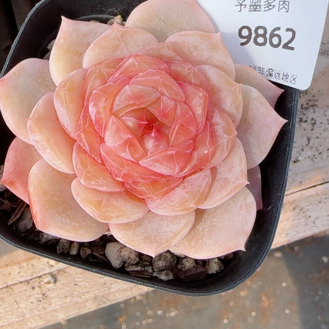 珍妮，9862多肉植物