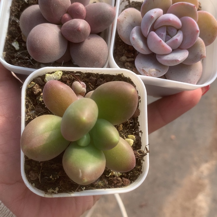 芒果。糖果。韩版奶茶包邮