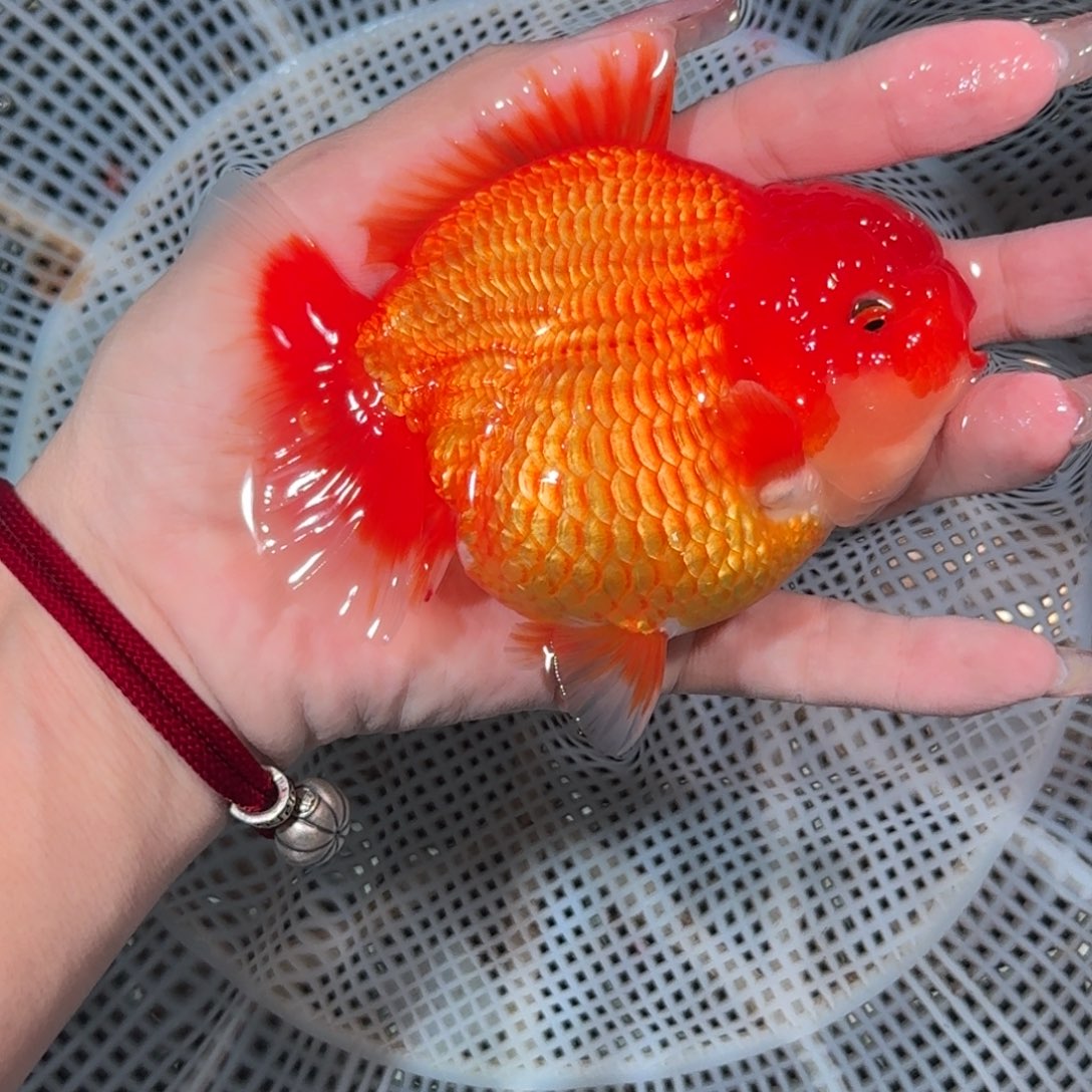 海水亚成红白短尾将军