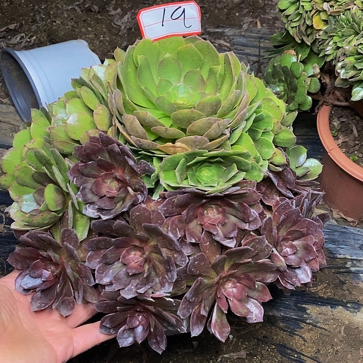 千面男爵老桩变异法师19