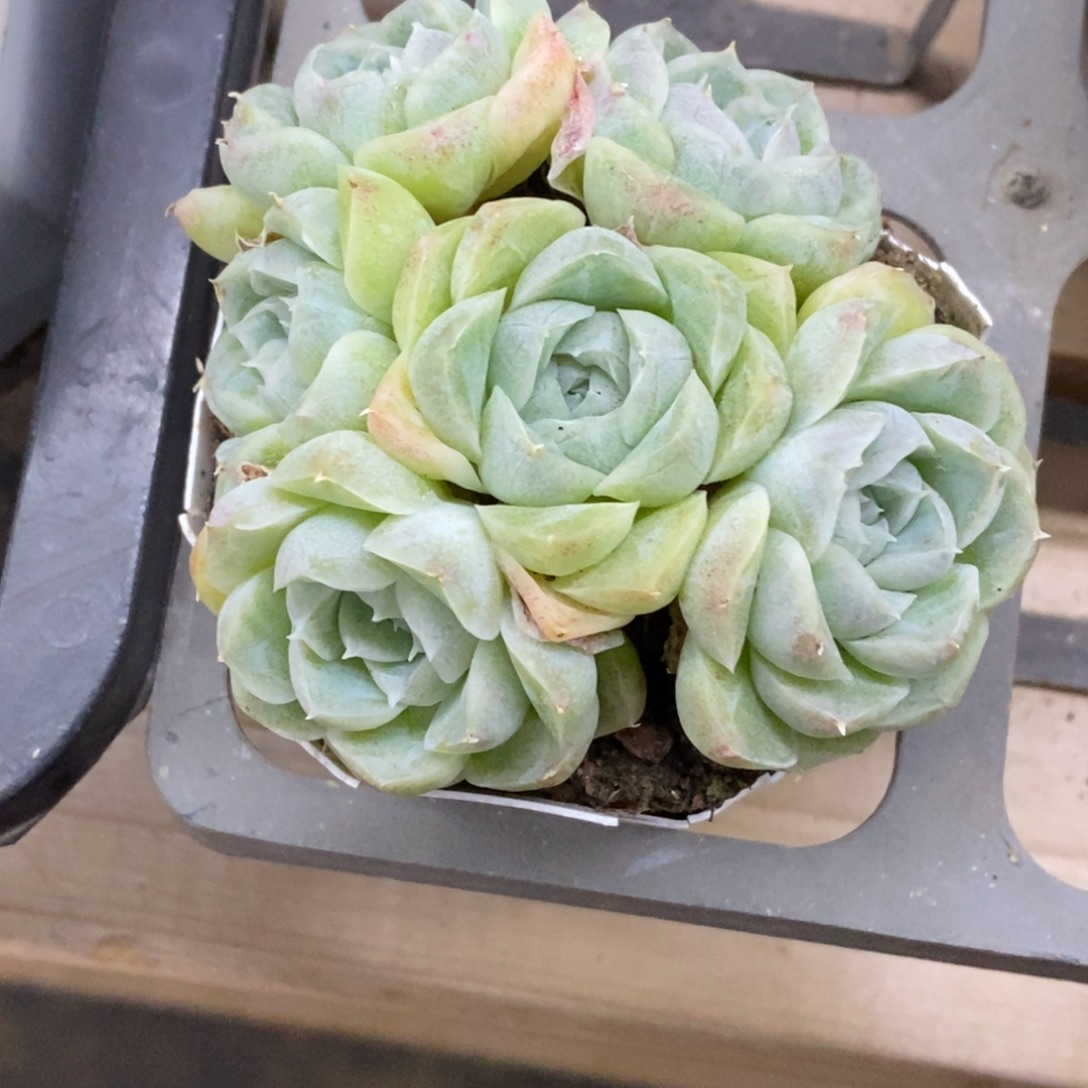 精品多肉一物一拍不包整331