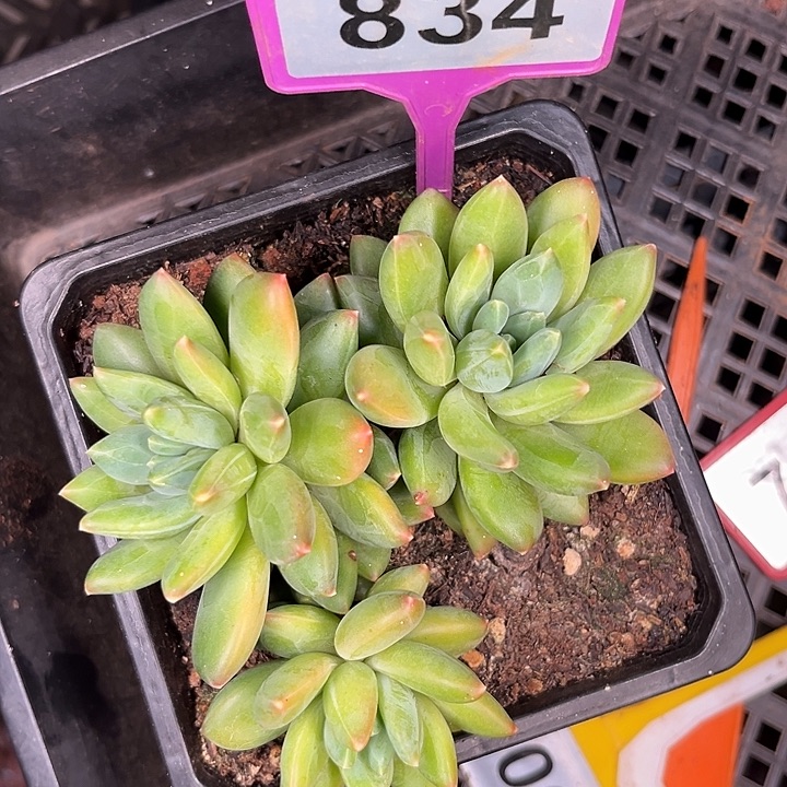 何***成多肉植物云朵泡泡834