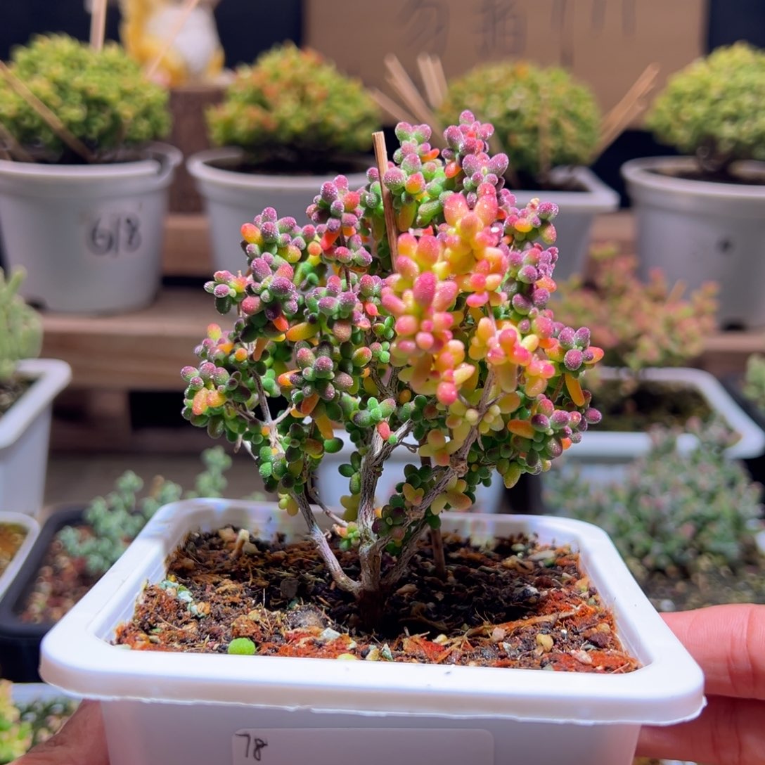 瑾***瑜183米粒锦一物一拍包开箱