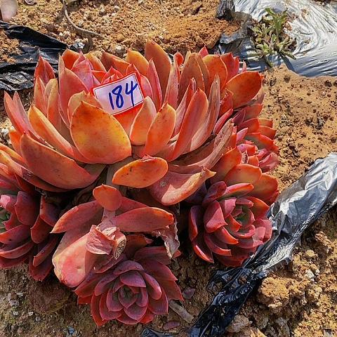 184绮乐仙子一物一拍多肉