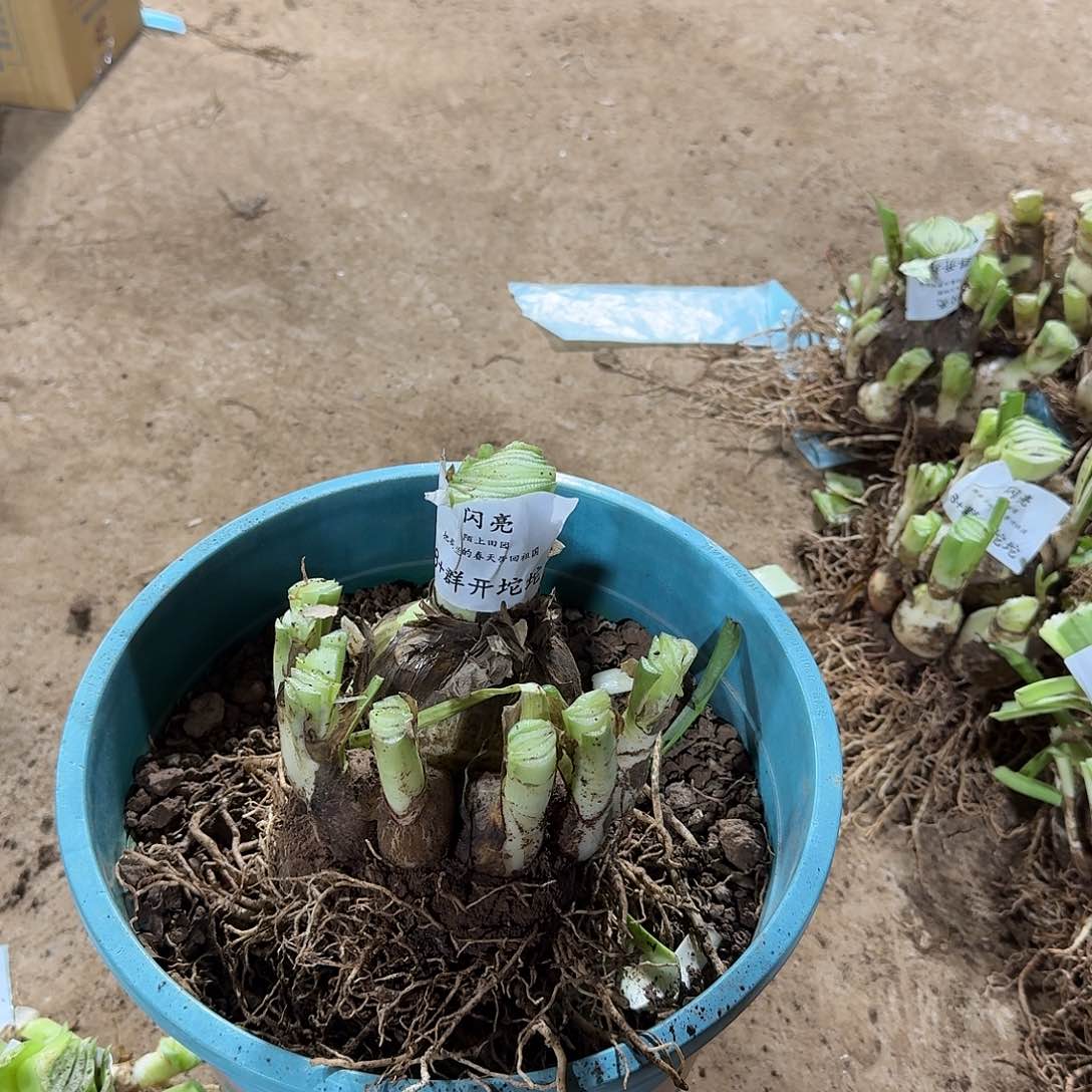 闪亮8+豪华妥妥开花球