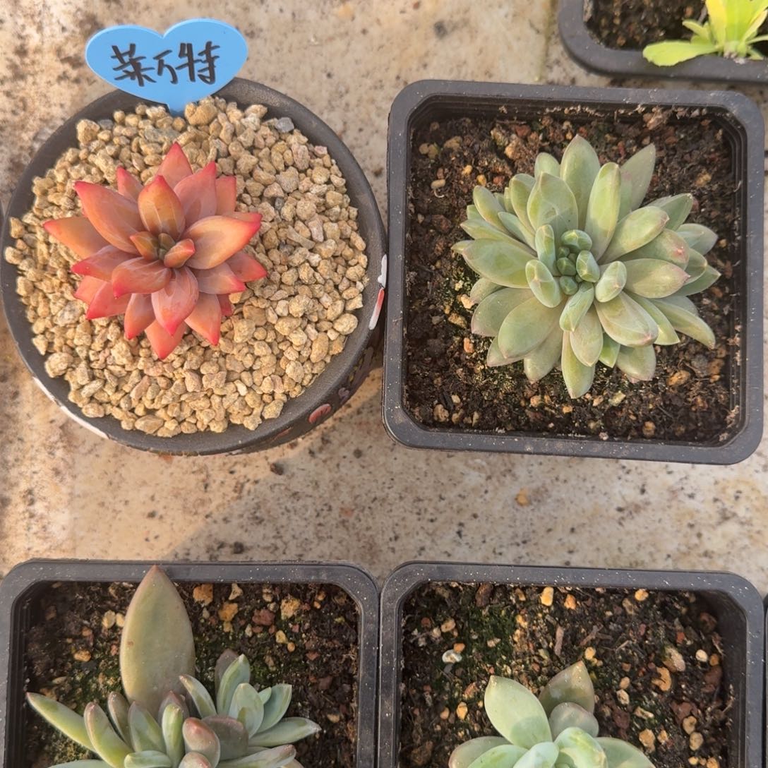 莱万特 群生 一物一拍