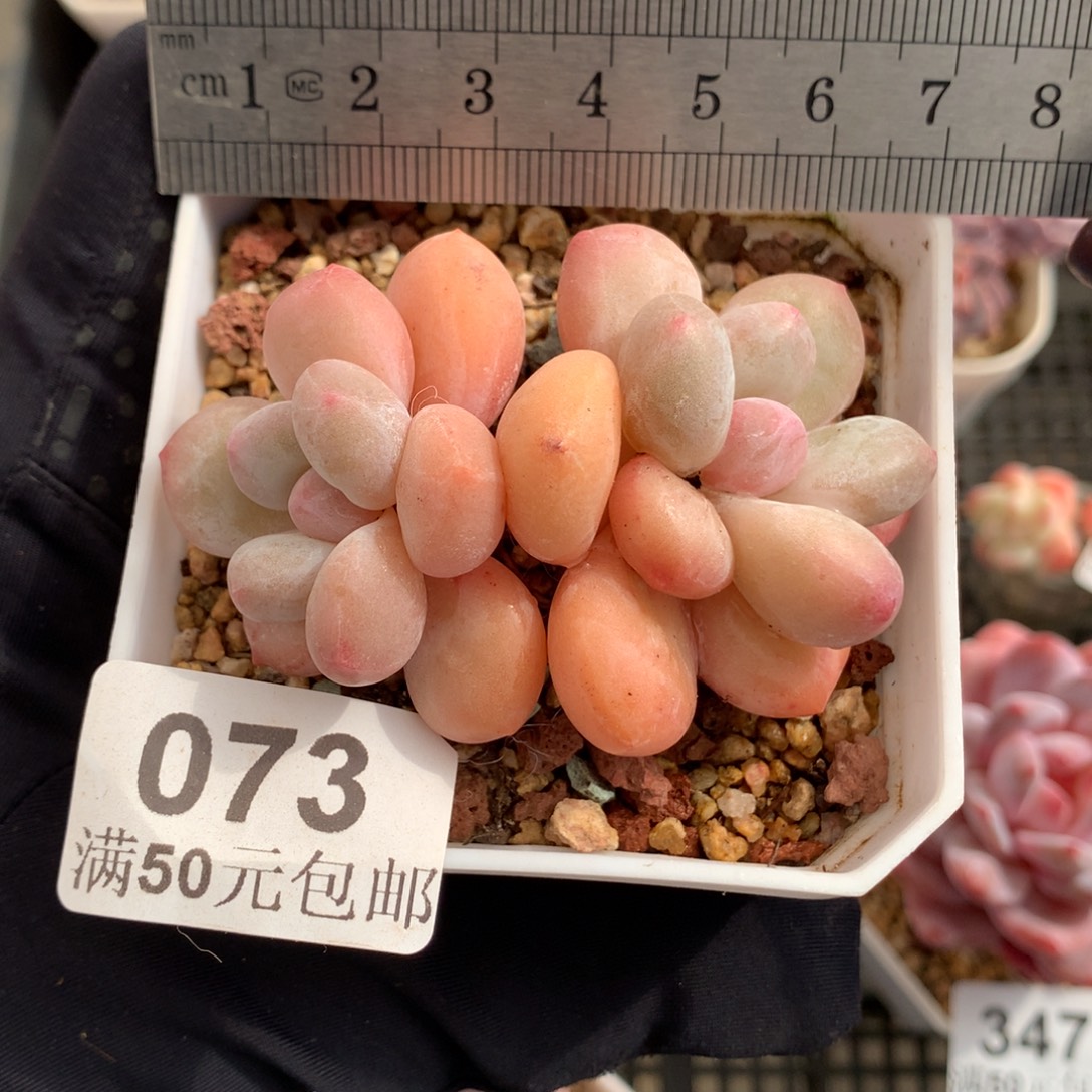 73韩版香水双头冠服7