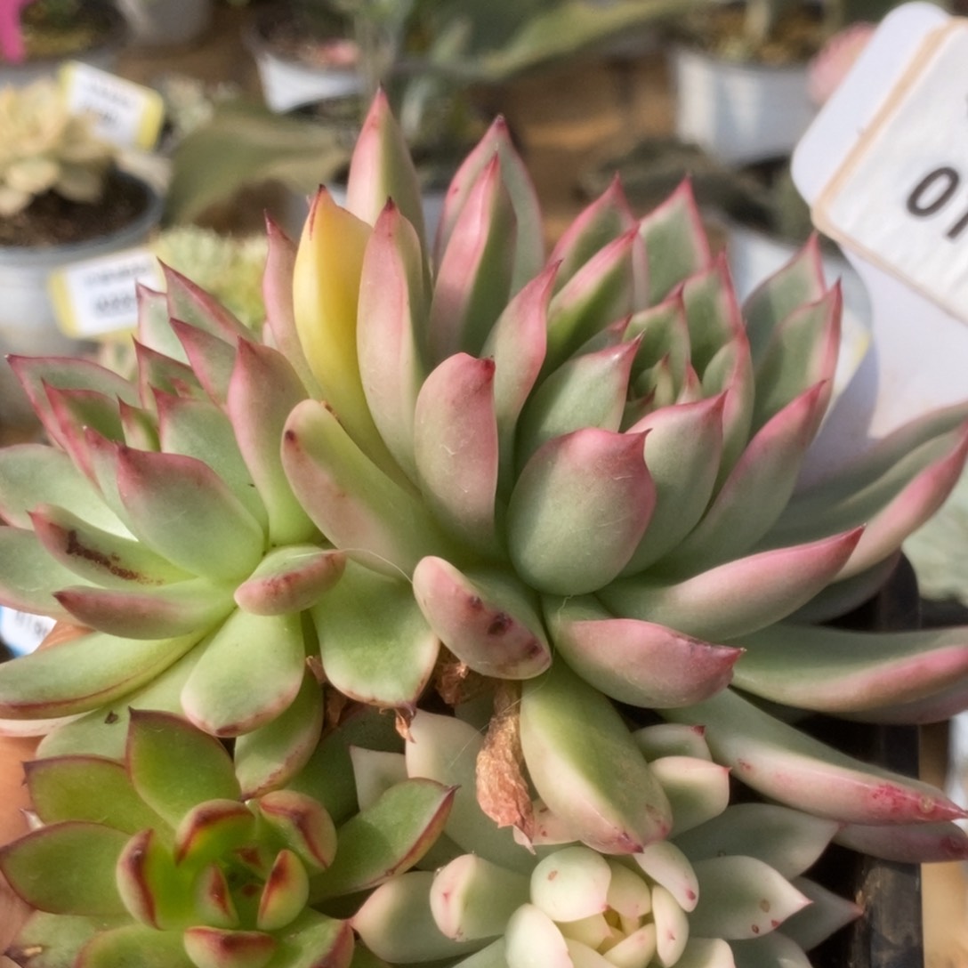 185落燕锦锦锦锦锦锦