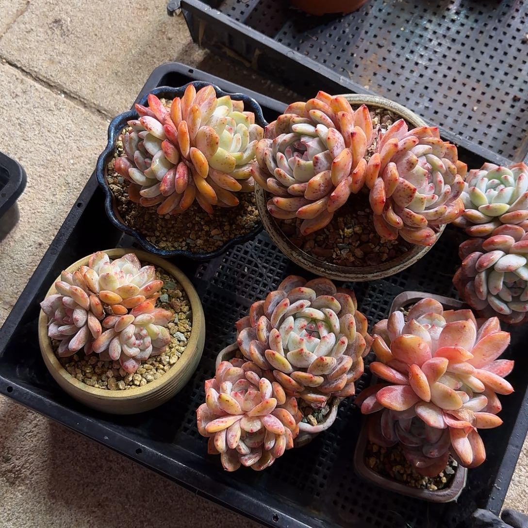 月***月橙梦露筐拍一组脱土发货