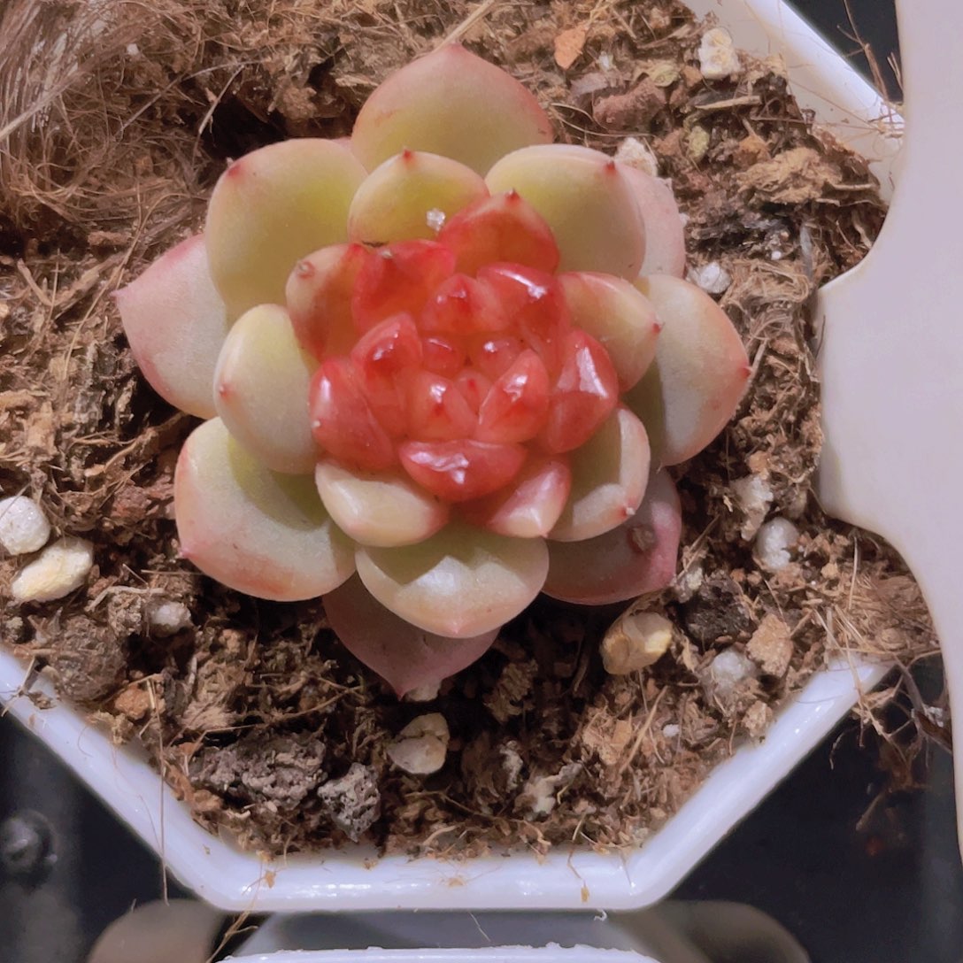 冰糖葫芦w025一物一拍