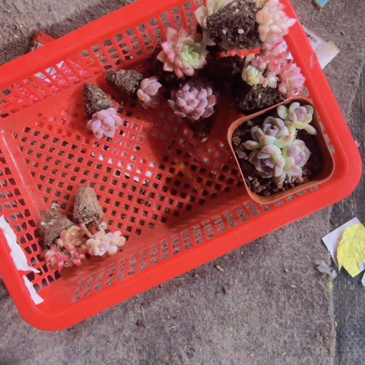 忘*草专拍多肉植物大战僵尸
