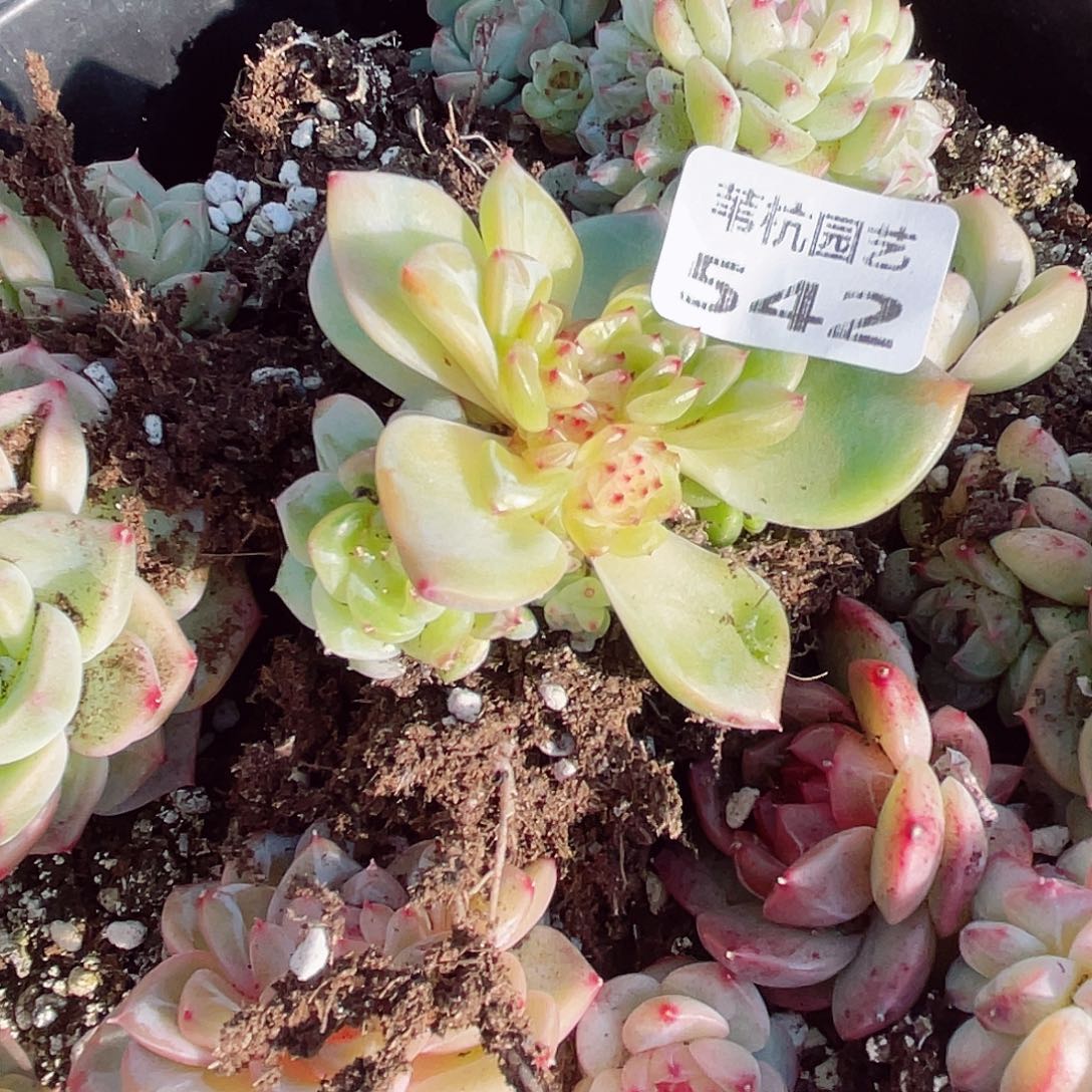 那***图542块一瓶哦哈喽哦啦