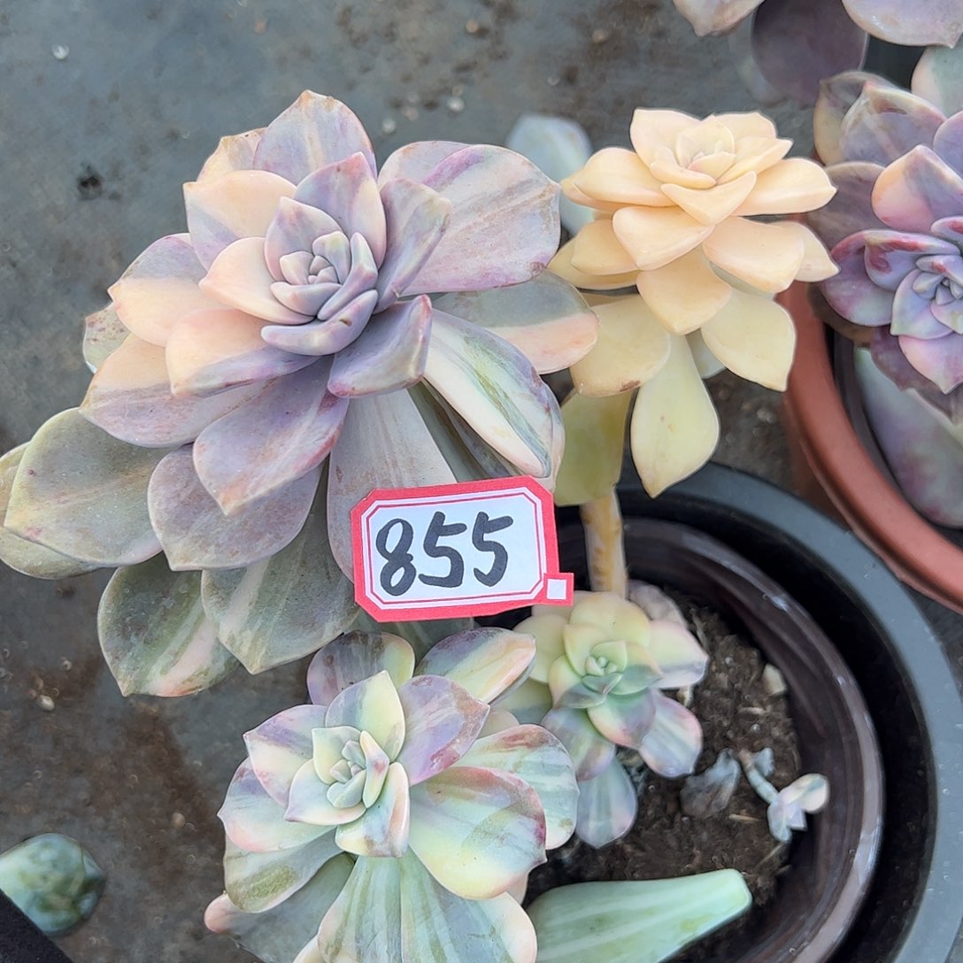 855号紫乐锦，一物一拍