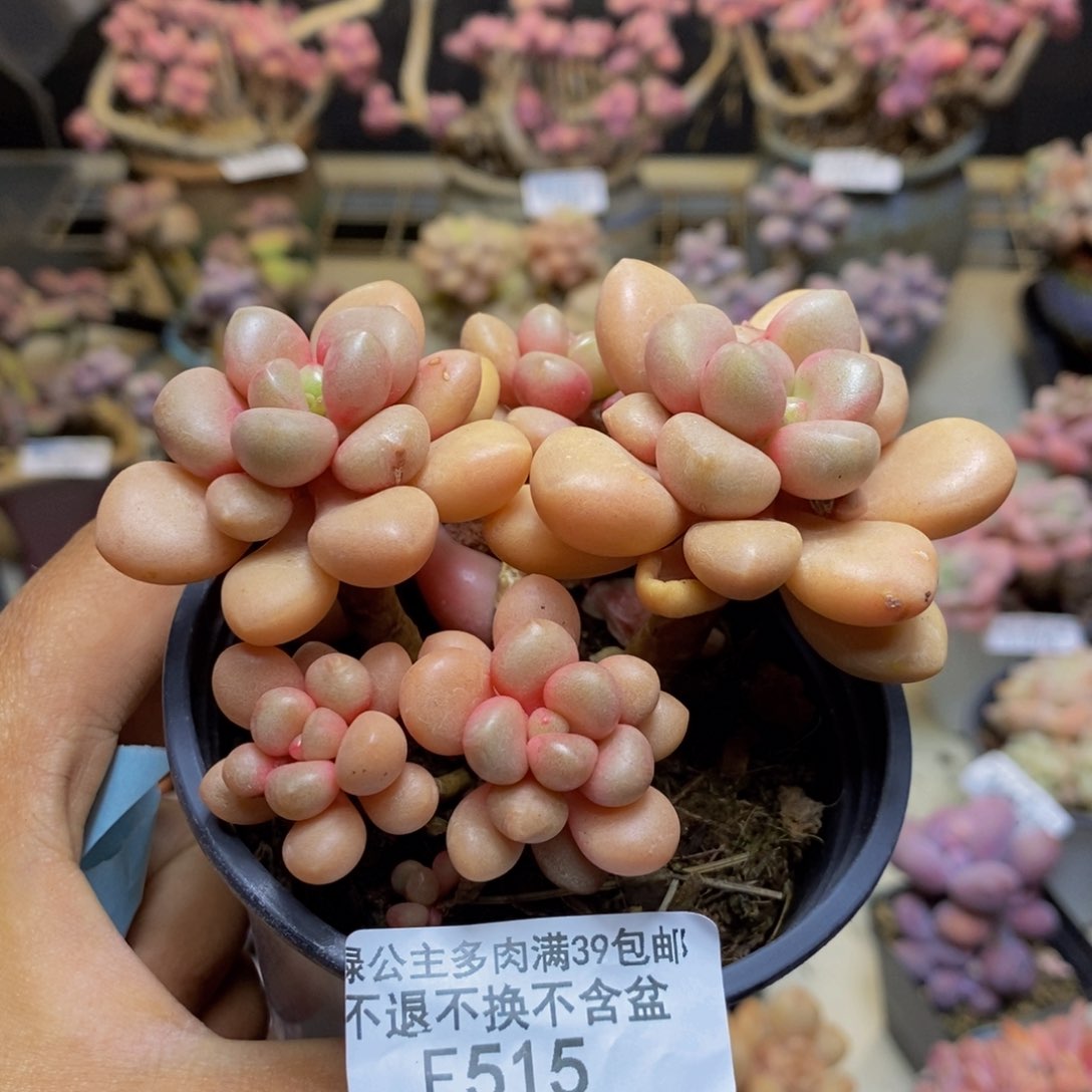 515先锋派多肉6c m