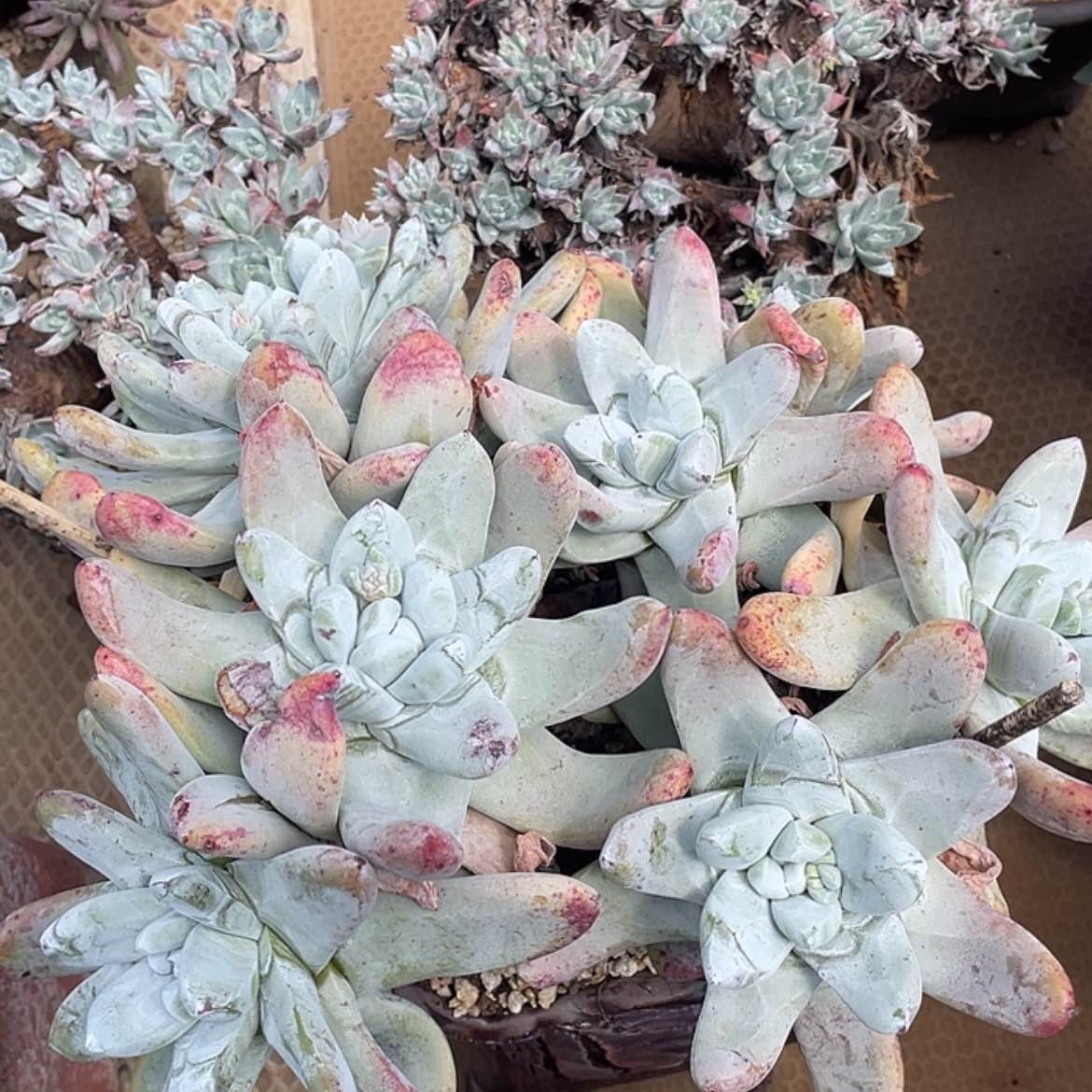 【闪购商品】红拇指老庄