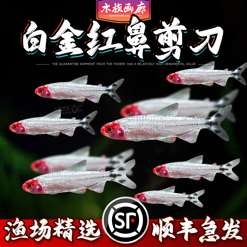 白金红鼻剪刀红绿灯斑马鱼等小型热带观赏鱼可混养群游易养活体鱼