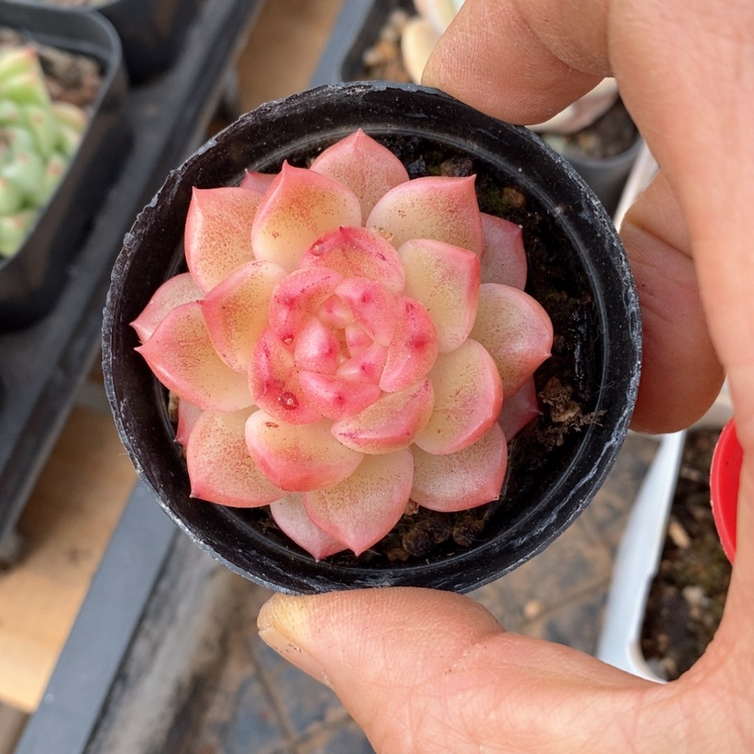 精品多肉一物一拍不包整22