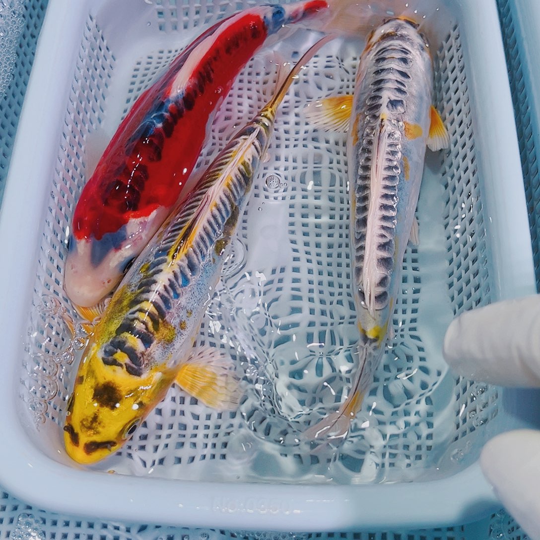 锦鲤锦鲤冷水鱼观赏144