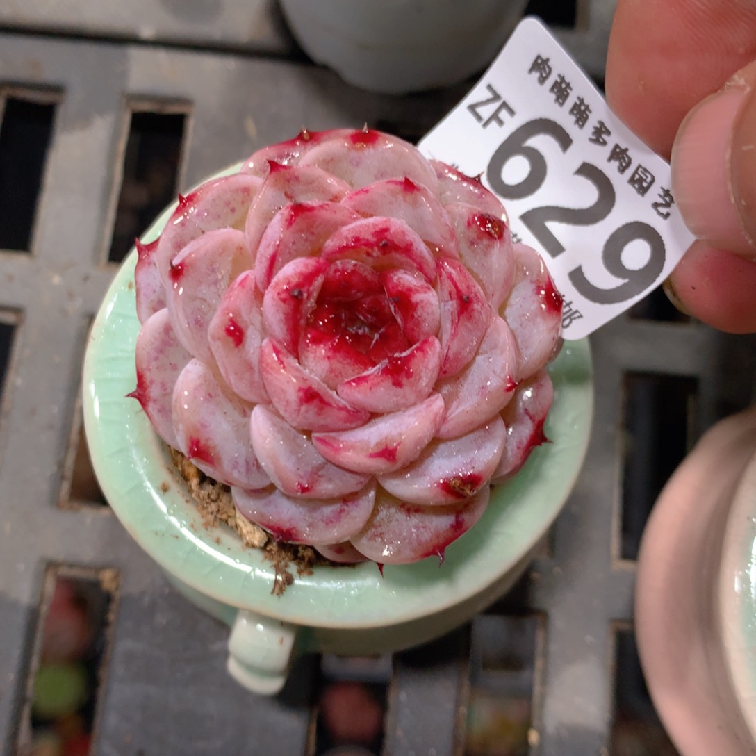 5CM拇指盆精控多肉ZF629