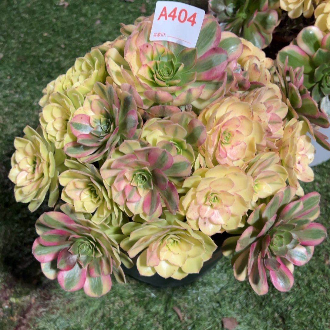 404，轮回多肉植物法师